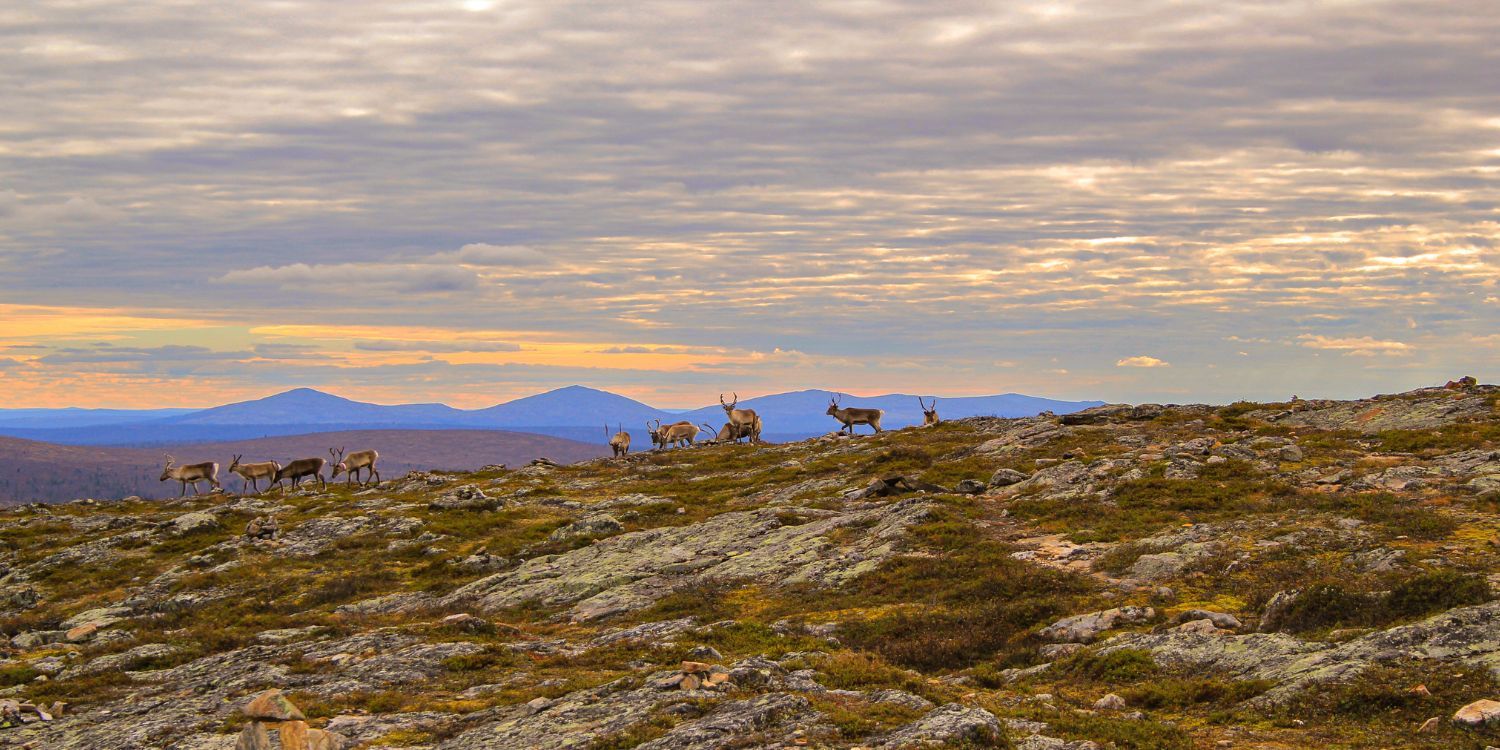 Yleislahjoitus Lapin luonnon hyväksi